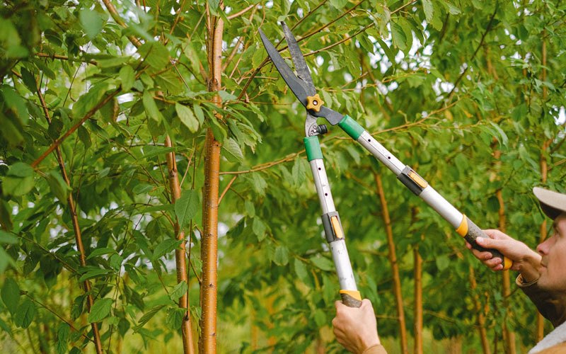 Tree trimming in Killdeer, ND