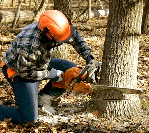 Tree Removal in Killdeer, ND